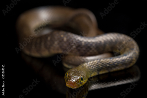 Water Snake Triangle Keelback (Xenochrophis trianguligerus) isolated on black background
 photo