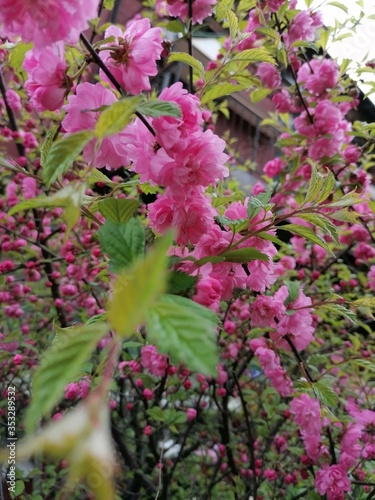 pink flowers in the garden