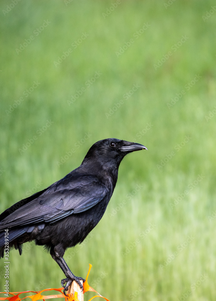 Obraz premium Crow perched on a small wooden stake against a green grass background 