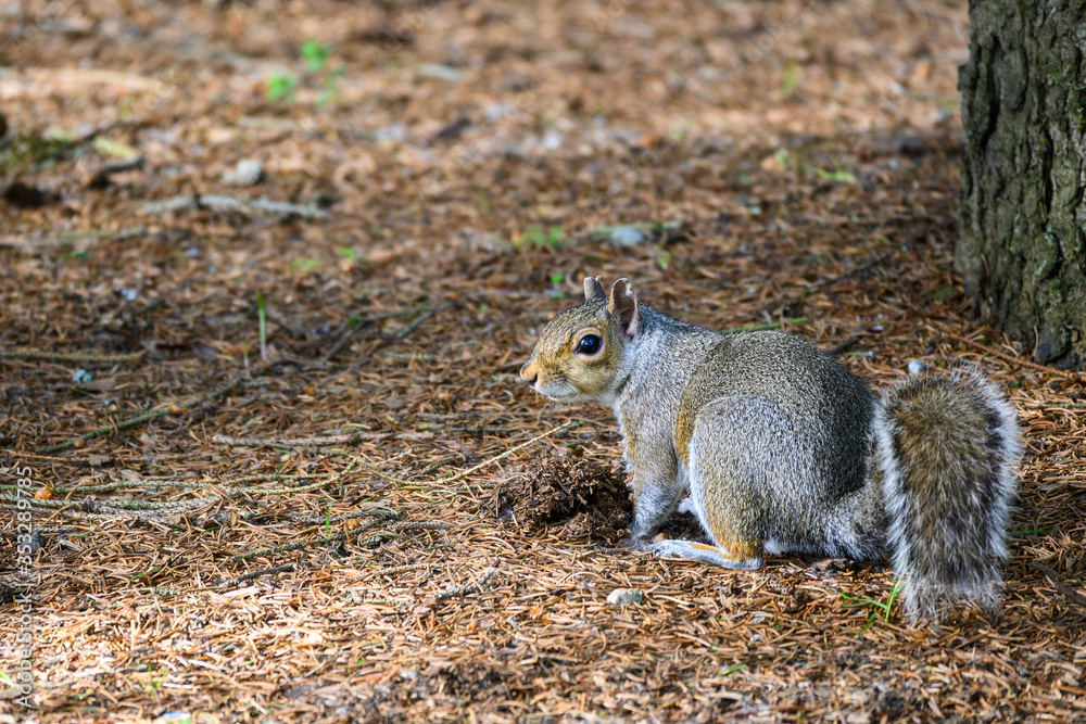 Gray squirrel in a woodland environment looking for buried food
Gray squirrel in a woodland environment looking for buried food