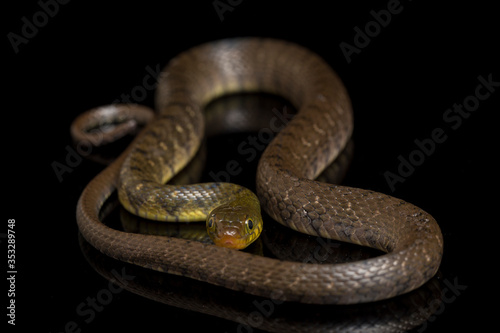 Water Snake Triangle Keelback (Xenochrophis trianguligerus) isolated on black background
 photo