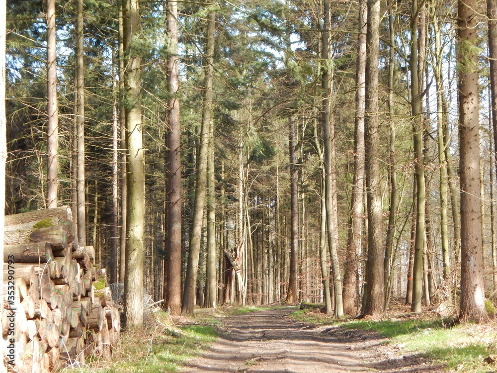 pine tree forest pine tree forest