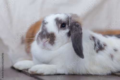 Rabbit with brown and white Lovely lying on the floor. Split on a white background.