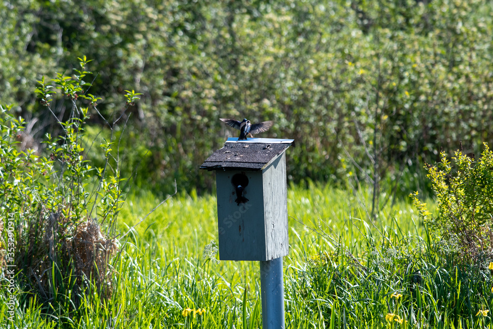 Tree swallows flying around the birdhouse. Vancouver BC Canada
Tree swallows flying around the birdhouse. Vancouver BC Canada