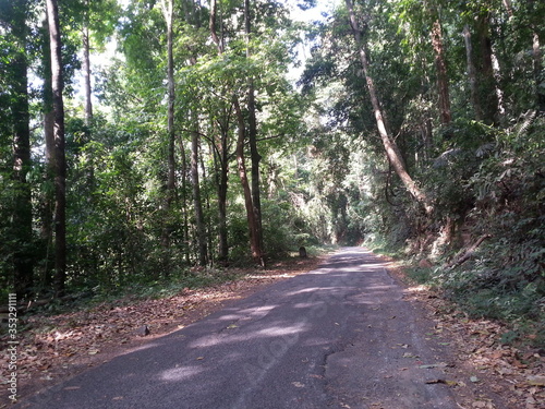road in the forest