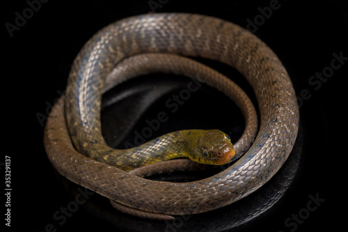 Water Snake Triangle Keelback (Xenochrophis trianguligerus) isolated on black background
 photo