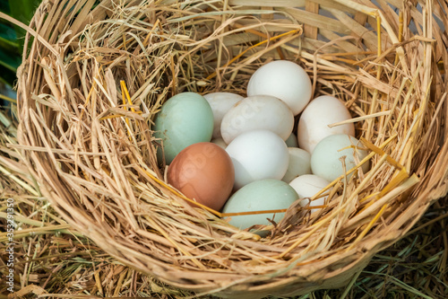 chicken eggs basket in the hey. in the farm