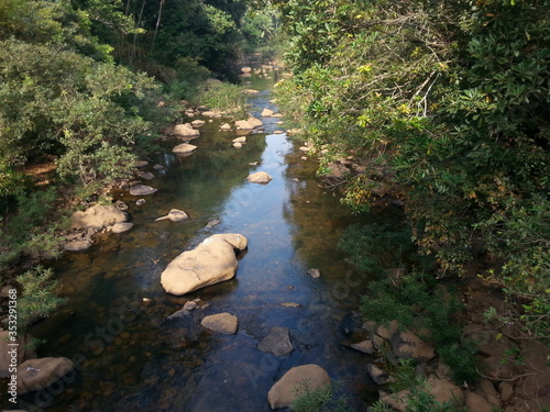 river in the forest