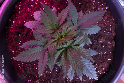 weed, cannabis, maryhuana, grow, indoor, florwes,top, apical, poda, cut, legal, uruguay, photo