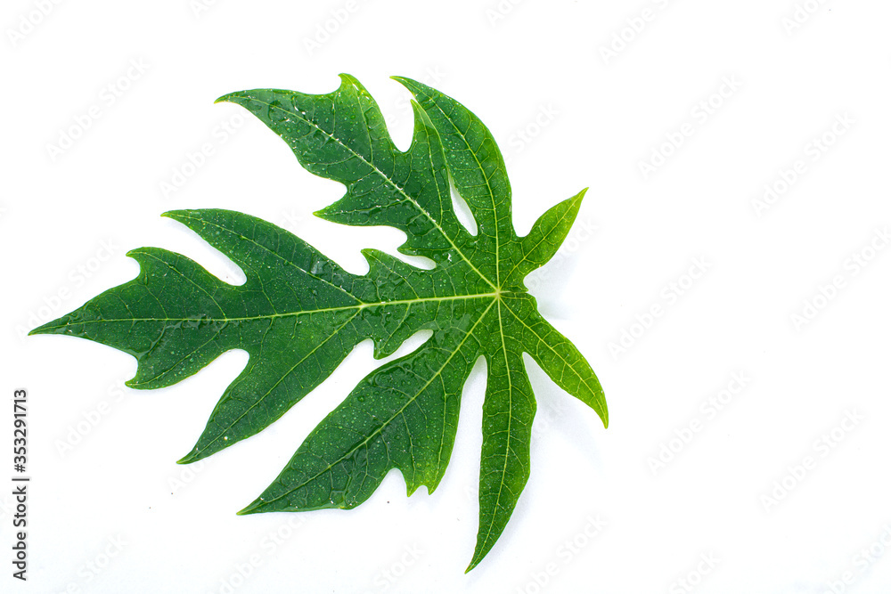 Papaya leaves isolated on a white background Papaya leaves isolated on a white background