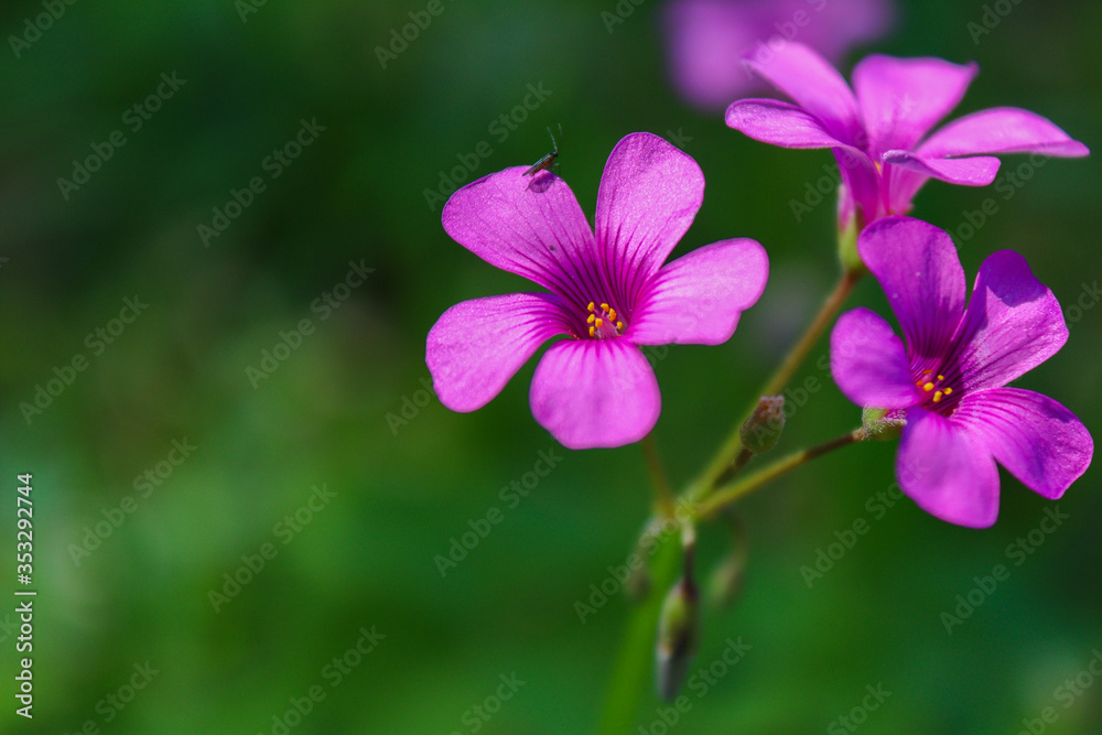 Fly on flower Fly on flower