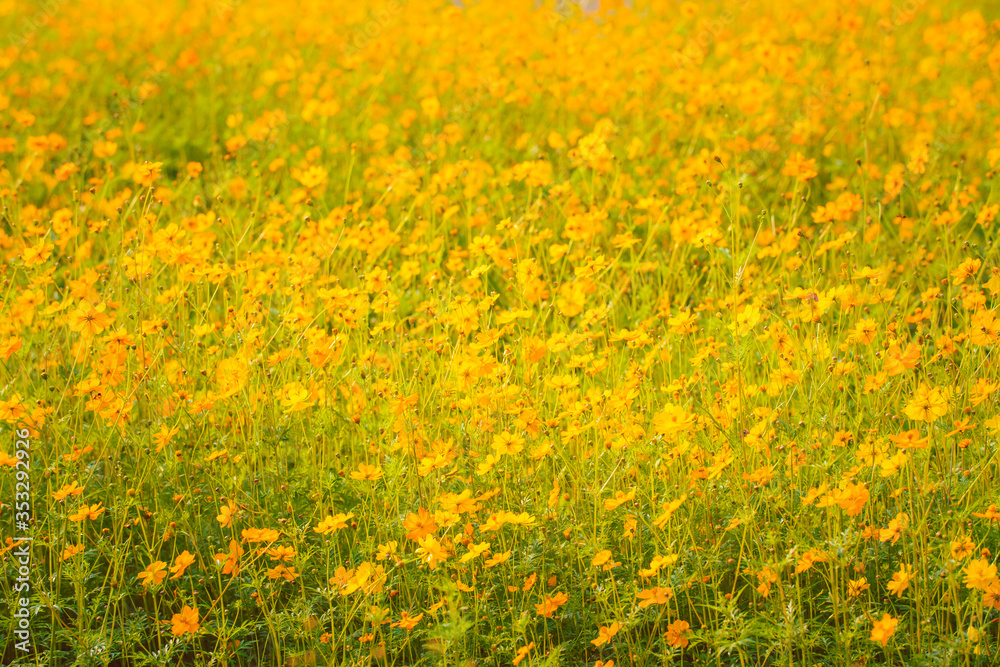 yellow cosmos bloom in the garden