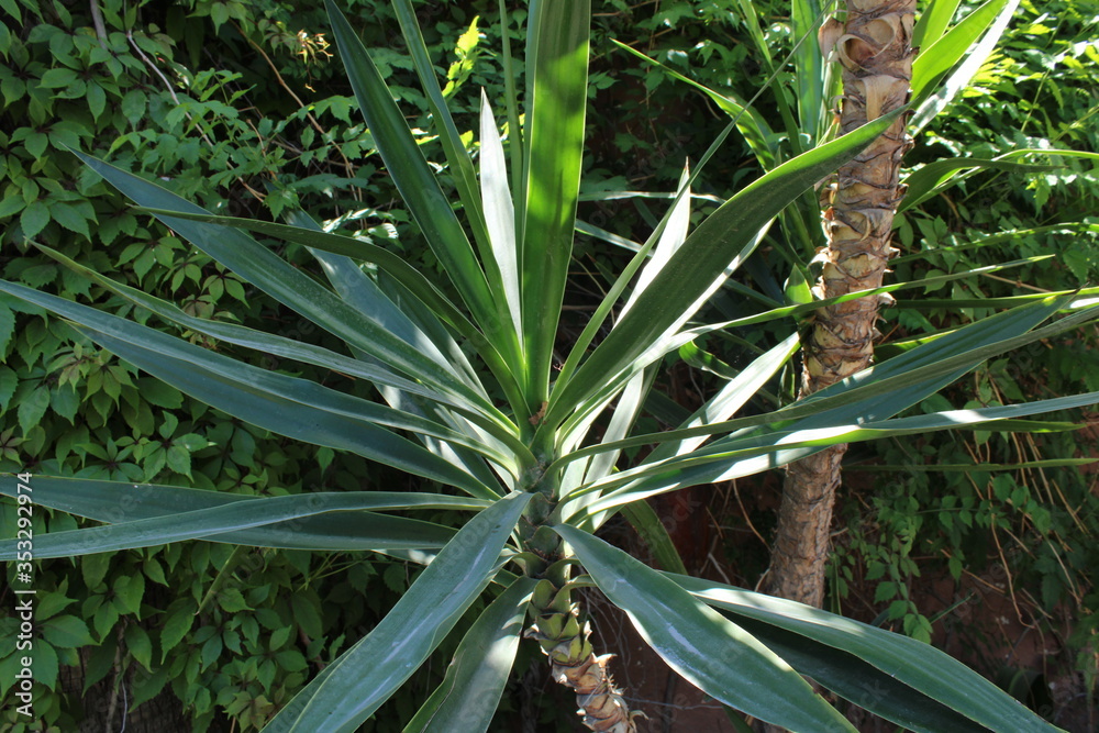 Obraz premium sonora