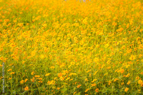 yellow cosmos bloom in the garden © photobyphotoboy