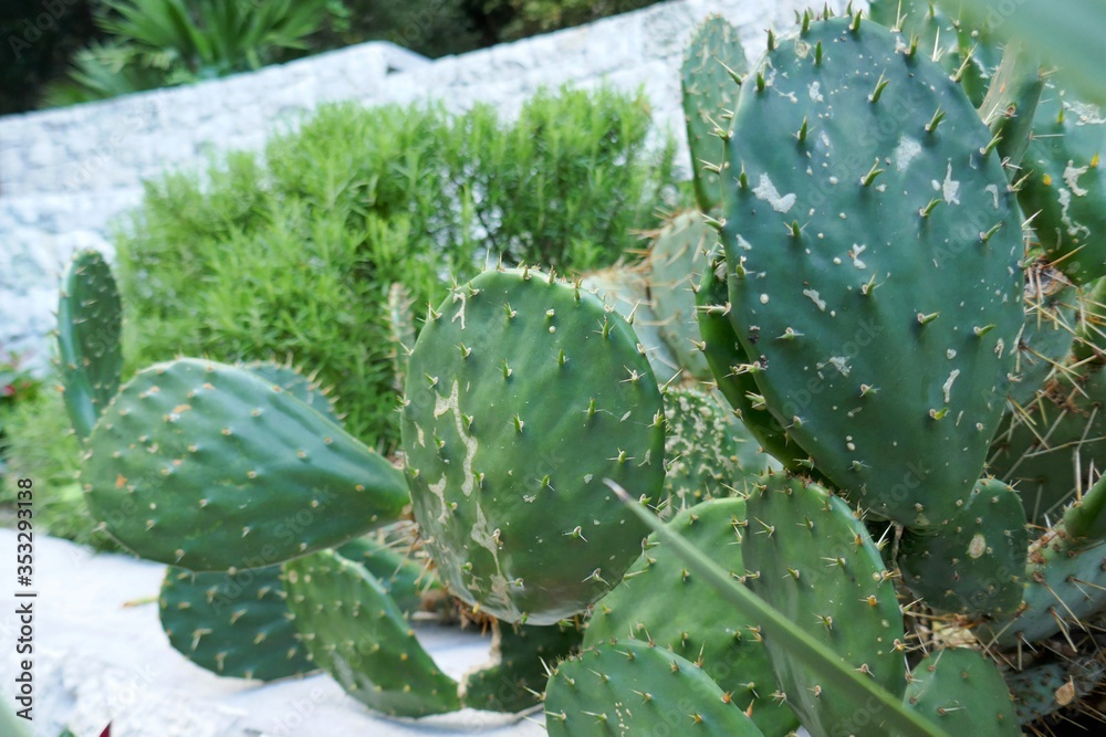 Cacti group. Landscaping with cacti plants.cactus Close-up.Green plant background.cactus texture for wallpaper. Desert garden Cacti group. Landscaping with cacti plants.cactus Close-up.Green plant background.cactus texture for wallpaper. Desert garden
