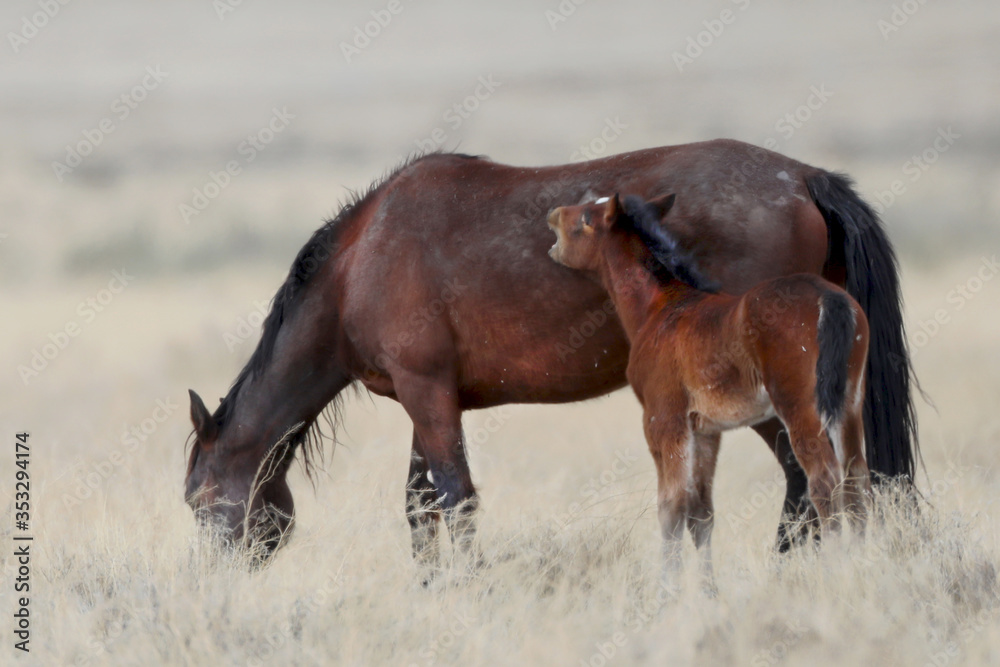 Baby and mother wild horses in Southern Utah Baby and mother wild horses in Southern Utah