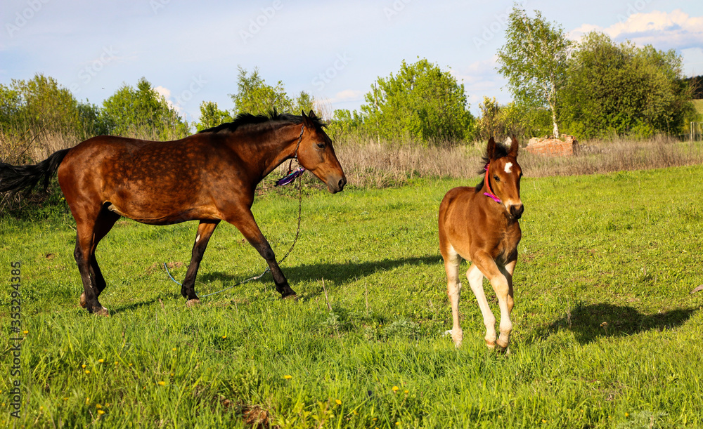  beautiful slender brown mare walks on the green grass in the field, along with small cheerful foal. Horses graze in a green meadow on asunny day.