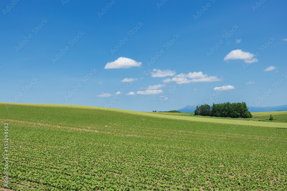 畑の背景