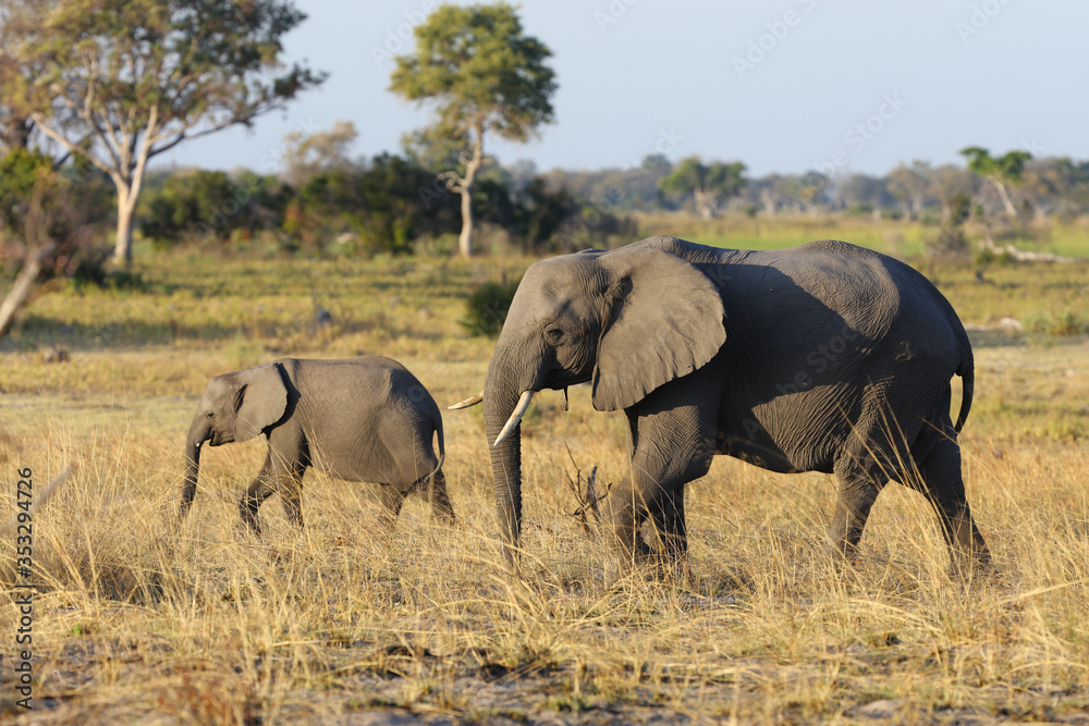Mother and baby elephant walking in a field in Botswana, Africa Mother and baby elephant walking in a field in Botswana, Africa