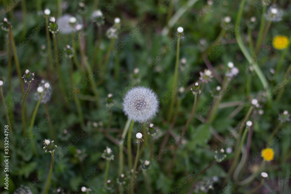 Dandelion, Rose hip, Needles, Fir-needles, Street light, Wild flowers in summer Dandelion, Rose hip, Needles, Fir-needles, Street light, Wild flowers in summer