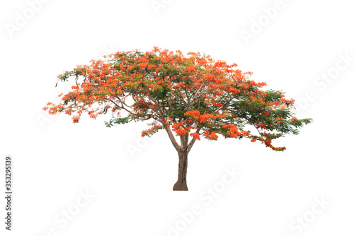 Flame tree or Royal Poinciana or Flame-boyant on isolated, an evergreen leaves plant di cut on white background with clipping path.. photo