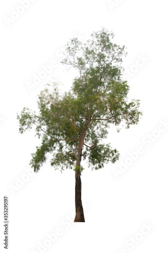 Green tree on isolated  an evergreen leaves plant di cut on white background with clipping path..