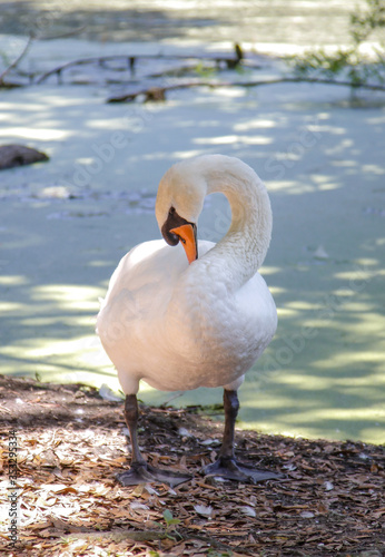goose near a pond