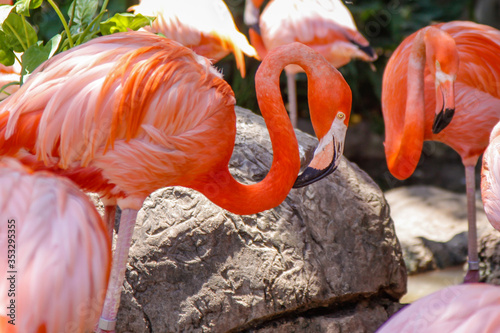 flamingos