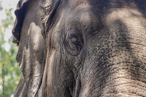 eye of the elephant