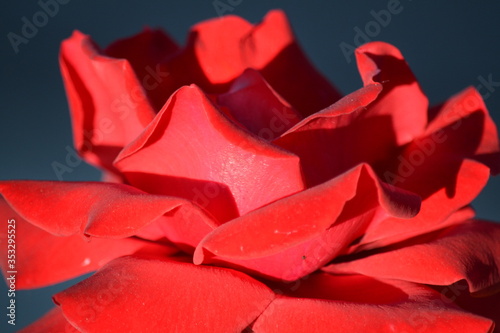 Fototapeta Naklejka Na Ścianę i Meble -  red rose petals