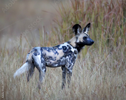 Wild dog at dusk in Africa