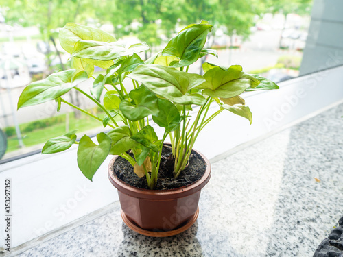 Small tree in a pot on building glass window © tlovely