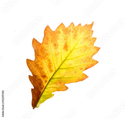 Colorful autumn oak leaf Isolated on white background