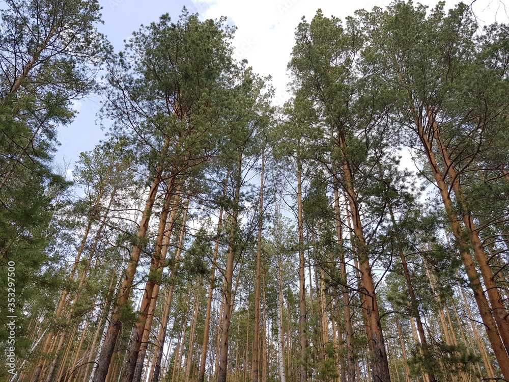 Fototapeta premium Trees against the blue sky