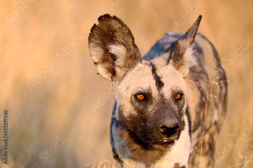  Close-up of a Wild dog from Botswana, Africa