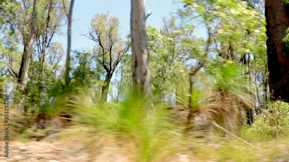 driving next to a forest ain a sunny day in australia driving next to a forest ain a sunny day in australia