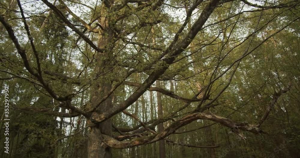 Walking over ancient forest in Warmia i Mazury, Poland. Walking over ancient forest in Warmia i Mazury, Poland.
