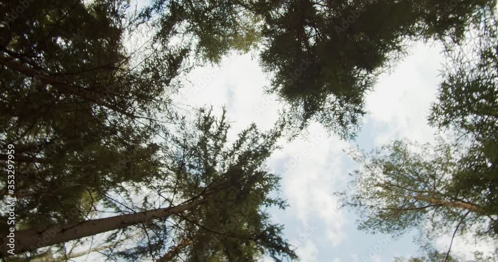 Capturing the sky in an ancient natural forest. Capturing the sky in an ancient natural forest.