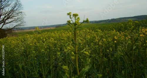 Magnificent Field of Yellow Flowers. photo