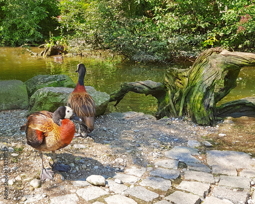 Colorful ducks in the zoo