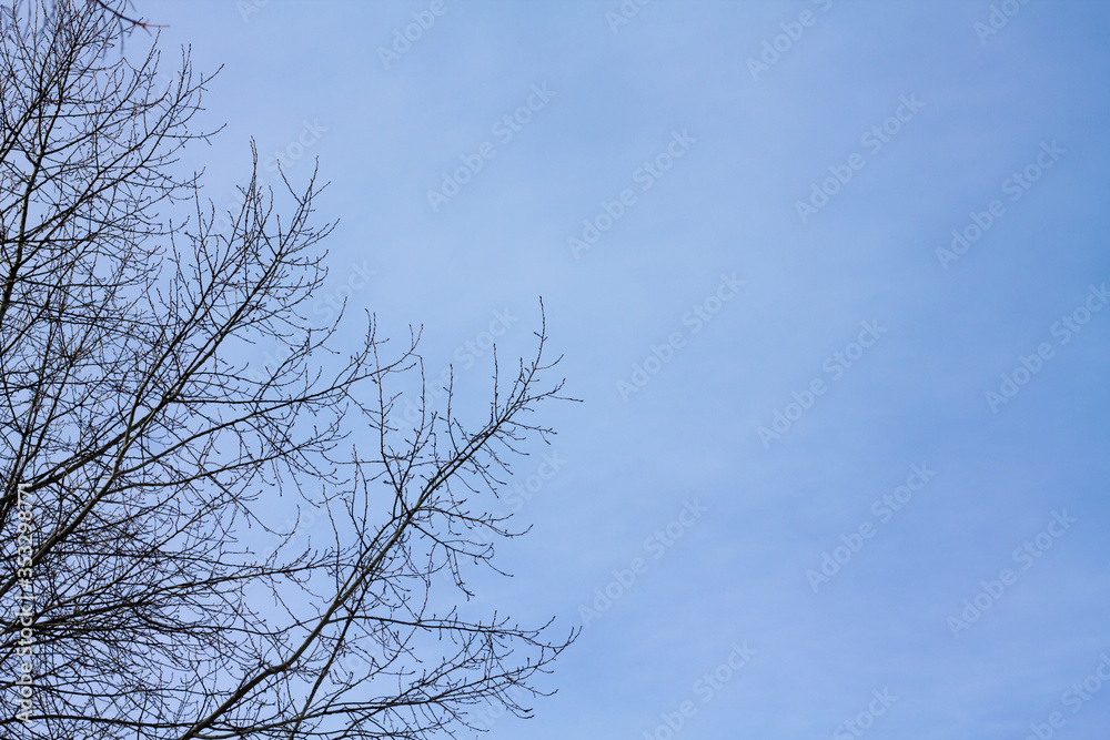 tree branches on a blue sky Natural background. tree branches on a blue sky Natural background.