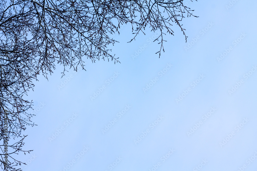 Light blue sky with tree branches without leaves. Natural background for advertising. Light blue sky with tree branches without leaves. Natural background for advertising.