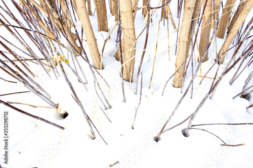 shrub trunks sticking out of the snow. Winter.