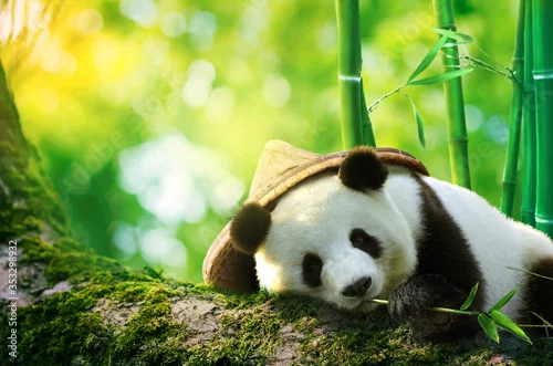 Fototapeta na wymiar Giant panda wearing a bamboo hat resting in a tree eating bamboo shoots