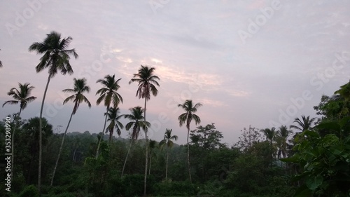 palm trees at sunset