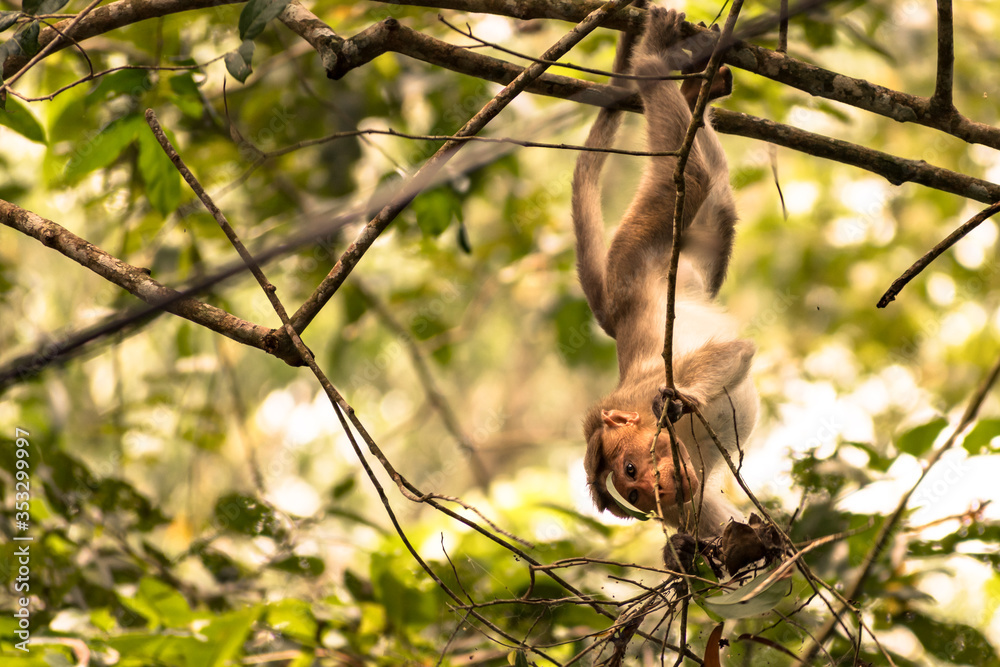 Obraz premium Monkeying around