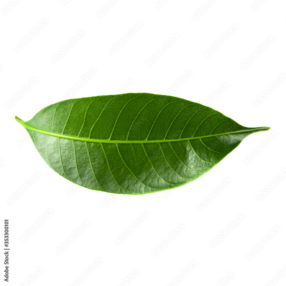 Obraz premium Green Leaf Isolated over a white background.