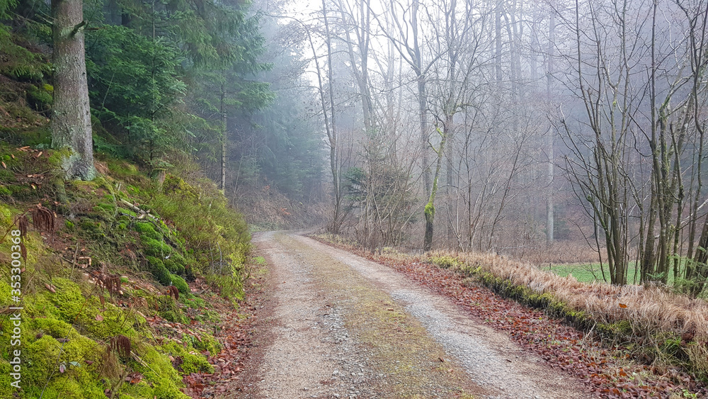 Hiking trail in a Bavarian forest with green trees through the fog Hiking trail in a Bavarian forest with green trees through the fog