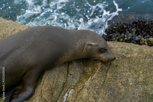 Pacific sea lions sitting on coastal rock jetty