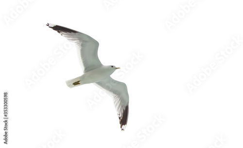 Flying sea gulls isolated on the white background